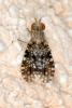 Trypetoptera punctulata